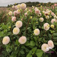 20th Avenue Memory Dahlia Cutting