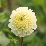 20th Avenue Memory Dahlia Stickling
