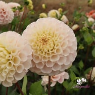 20th Avenue Memory Dahlia Cutting