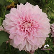 AB Brasla Dahlia Cutting