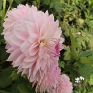 AB Brasla Dahlia Cutting