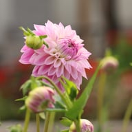 AB Brasla Dahlia Cutting
