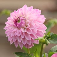 AB Brasla Dahlia Cutting