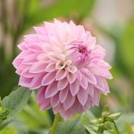 AB Brasla Dahlia Cutting