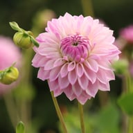 AB Brasla Dahlia Cutting