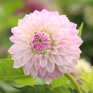 AB Brasla Dahlia Cutting