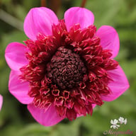 Abigail Dahlia Knöl