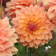 Ace Summer Sunset ® Dahlia Tuber
