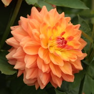 Ace Summer Sunset ® Dahlia Tuber