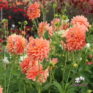 Ace Summer Sunset ® Dahlia Tuber