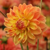 Ace Summer Sunset ® Dahlia Tuber