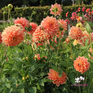 Ace Summer Sunset ® Dahlia Tuber