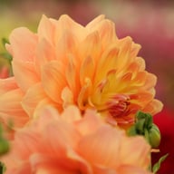 Ace Summer Sunset ® Dahlia Tuber