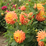 Ace Summer Sunset ® Dahlia Tuber