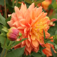 Ace Summer Sunset ® Dahlia Tuber