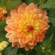 Ace Summer Sunset ® Dahlia Tuber