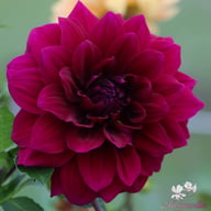 Admiral Rawlings Dahlia Tuber
