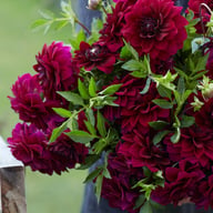 Admiral Rawlings Dahlia Tuber