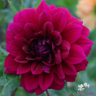 Admiral Rawlings Dahlia Tuber
