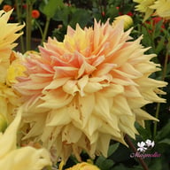 Advance Dahlia Knöl