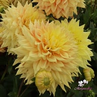 Advance Dahlia Knöl