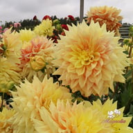 Advance Dahlia Knöl