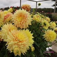 Advance Dahlia Knöl