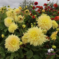 Advance Dahlia Knöl