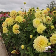 Advance Dahlia Knöl