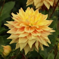 Advance Dahlia Tuber