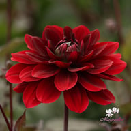 After Dusk Dahlia Tuber