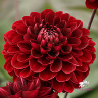 After Dusk Dahlia Tuber