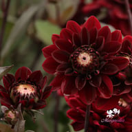 After Dusk Dahlia Tuber