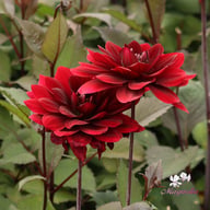 After Dusk Dahlia Tuber