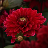 After Dusk Dahlia Tuber