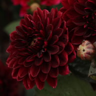 After Dusk Dahlia Tuber