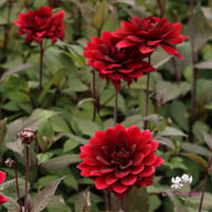 After Dusk Dahlia Tuber