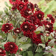 After Dusk Dahlia Tuber