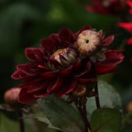 After Dusk Dahlia Tuber