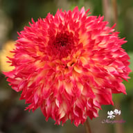 Aiyana Dahlia Tuber