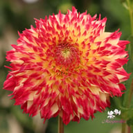 Aiyana Dahlia Tuber