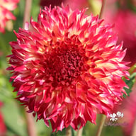 Aiyana Dahlia Tuber