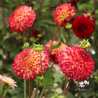 Aiyana Dahlia Tuber