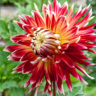 Akita Dahlia Knöl