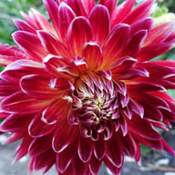 Akita Dahlia Knöl