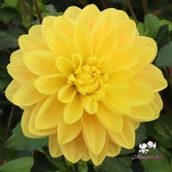 Aladdin's Lamp Dahlia Tuber
