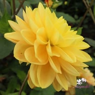 Aladdin's Lamp Dahlia Tuber