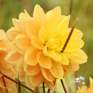 Aladdin's Lamp Dahlia Tuber