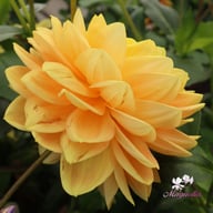 Aladdin's Lamp Dahlia Tuber