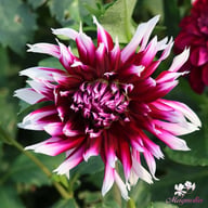 Alauna Clair-Obscure Dahlia Knöl